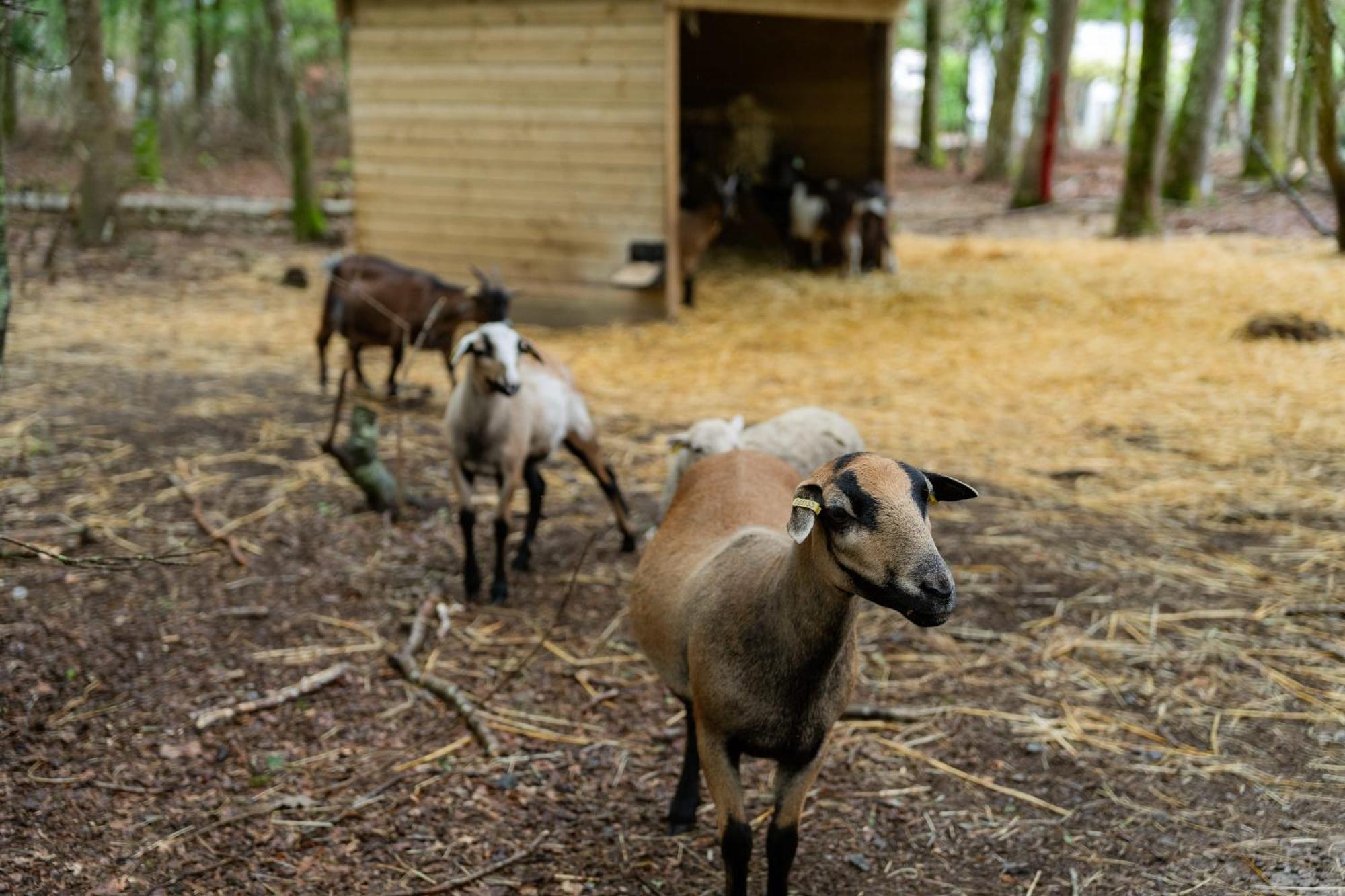Sunelia Le Petit Bois Campingplatz *